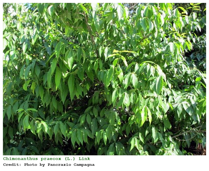 Chimonanthus praecox (L.) Link